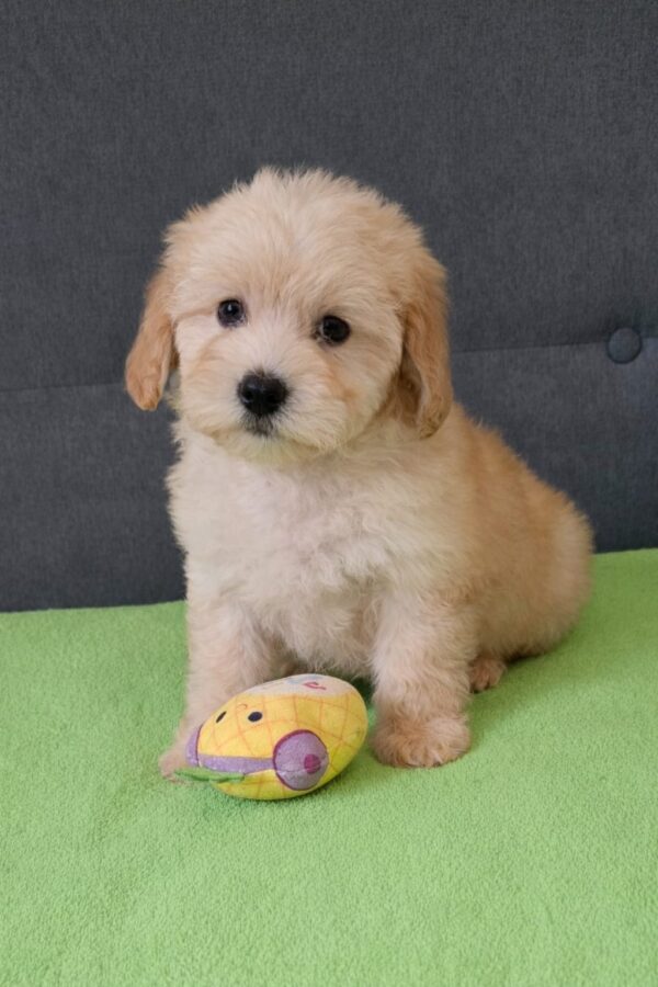 Daisy Maltipoo Daisy Maltipoo