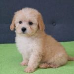 Daisy-female-maltipoo-puppy-for-sale- (3)