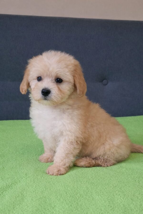 Daisy Maltipoo Daisy Maltipoo