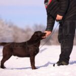 Denni-male-labrador-retriver-puppy-for-sale-1 (1)
