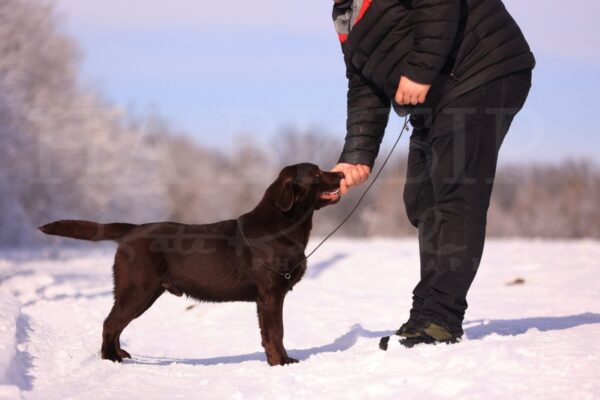 Denni Labrador Retriever Denni Labrador Retriever