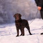 Denni-male-labrador-retriver-puppy-for-sale-1 (2)