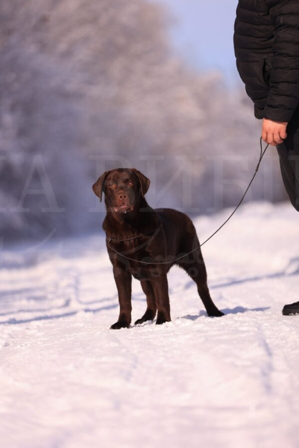Denni Labrador Retriever Denni Labrador Retriever