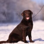 Denni-male-labrador-retriver-puppy-for-sale-1 (3)