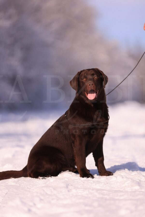Denni Labrador Retriever Denni Labrador Retriever