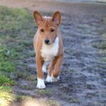 Diesel-male-basenji-puppy-for-sale- (1)