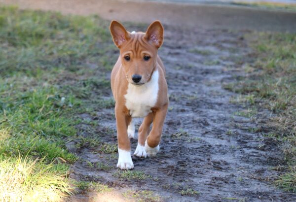 Diesel Basenji Diesel Basenji