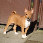Diesel-male-basenji-puppy-for-sale- (2)