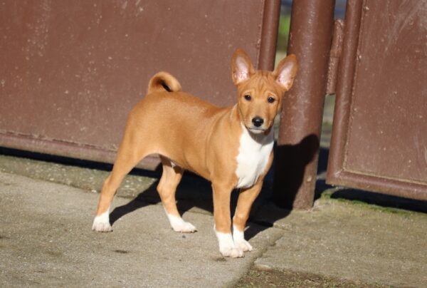 Diesel Basenji Diesel Basenji