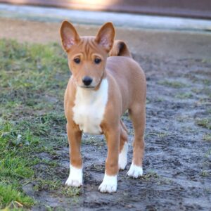 Diesel Basenji Diesel Basenji