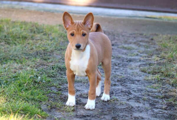 Diesel Basenji Diesel Basenji