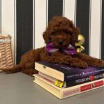 Donald-male-Poodle-puppy-for-sale-1