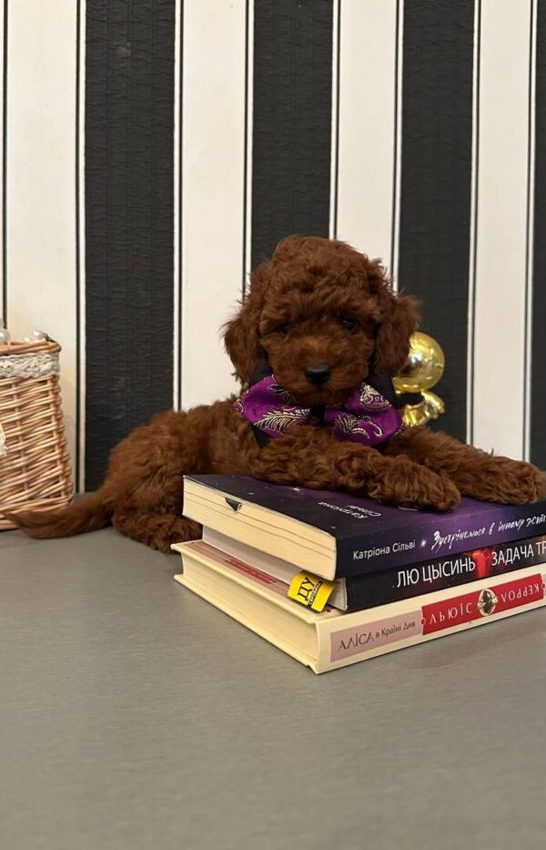 Donald Toy Poodle Donald Toy Poodle