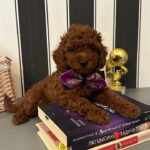 Donald-male-Poodle-puppy-for-sale-2