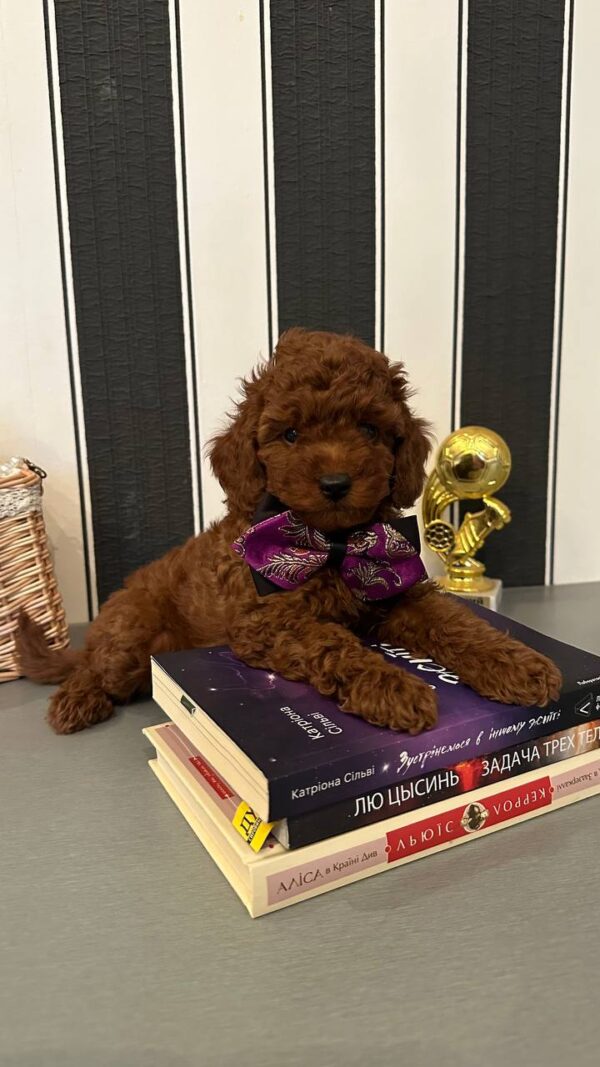 Donald Toy Poodle Donald Toy Poodle