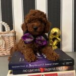 Donald-male-Poodle-puppy-for-sale-3