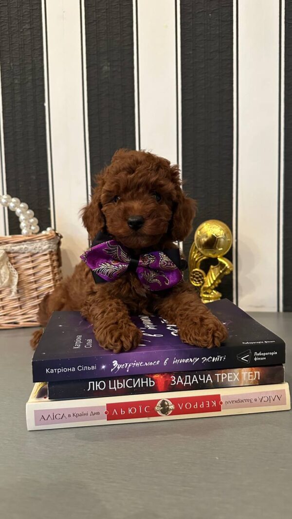 Donald Toy Poodle Donald Toy Poodle