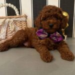 Donald-male-Poodle-puppy-for-sale-4