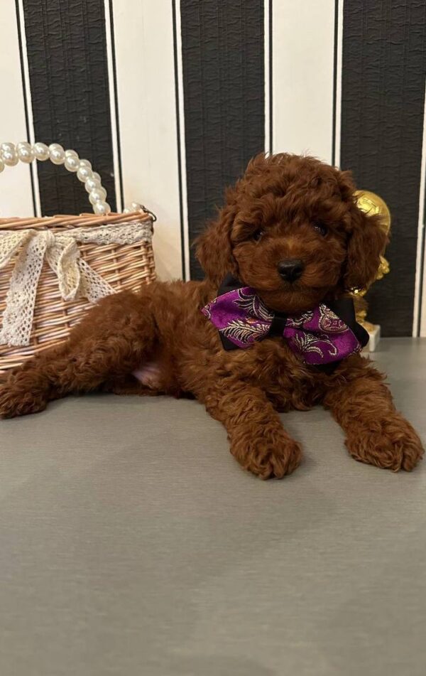 Donald Toy Poodle Donald Toy Poodle