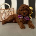 Donald-male-Poodle-puppy-for-sale-5