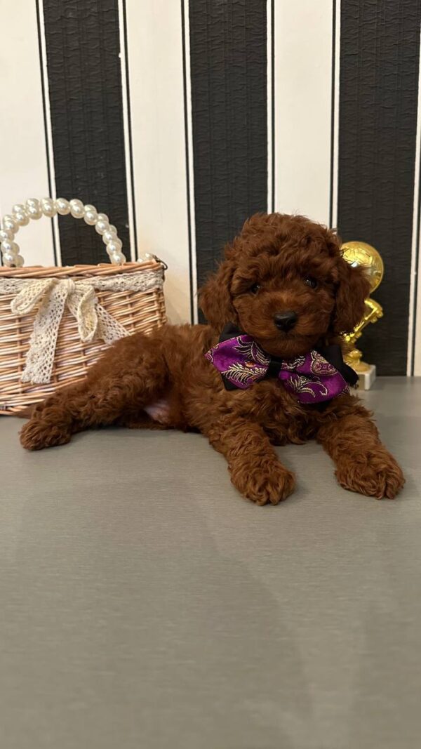 Donald Toy Poodle Donald Toy Poodle