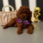 Donald-male-Poodle-puppy-for-sale-6