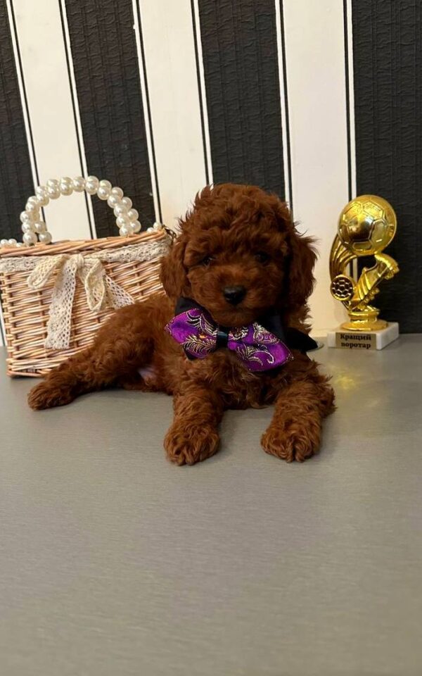 Donald Toy Poodle Donald Toy Poodle