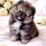 Edelweiss-male-Pomeranian-puppy-for-sale-1