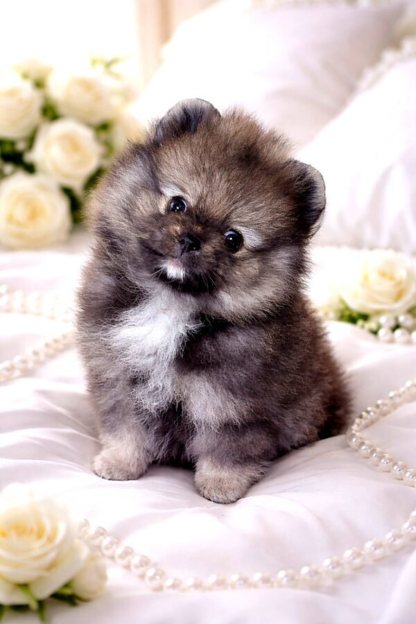 Edelweiss Pomeranian Edelweiss Pomeranian