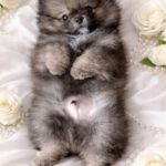 Edelweiss-male-Pomeranian-puppy-for-sale-2