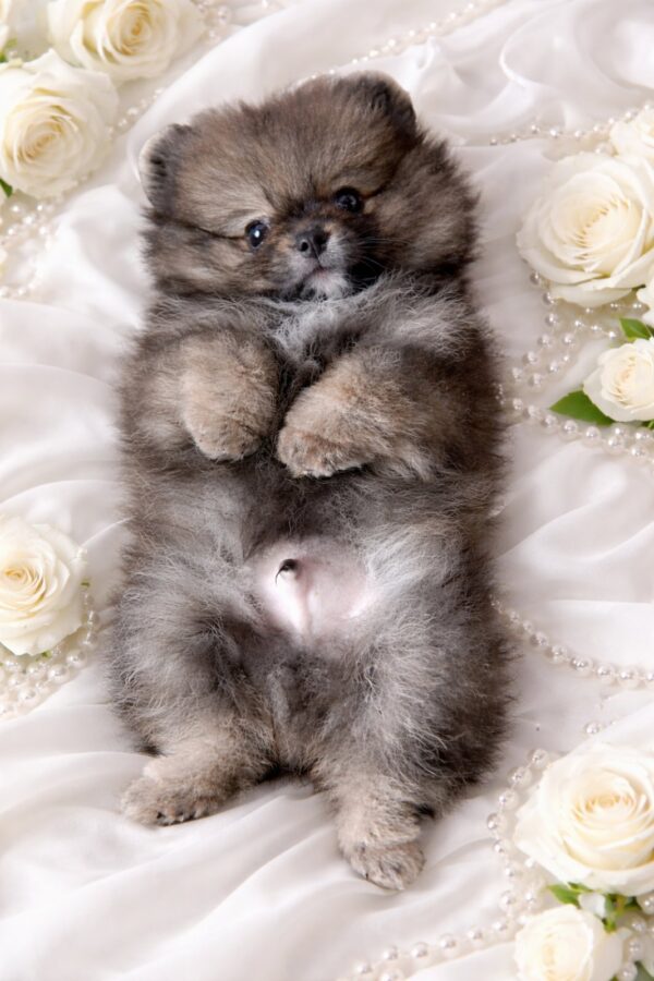 Edelweiss Pomeranian Edelweiss Pomeranian