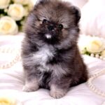 Edelweiss-male-Pomeranian-puppy-for-sale-3
