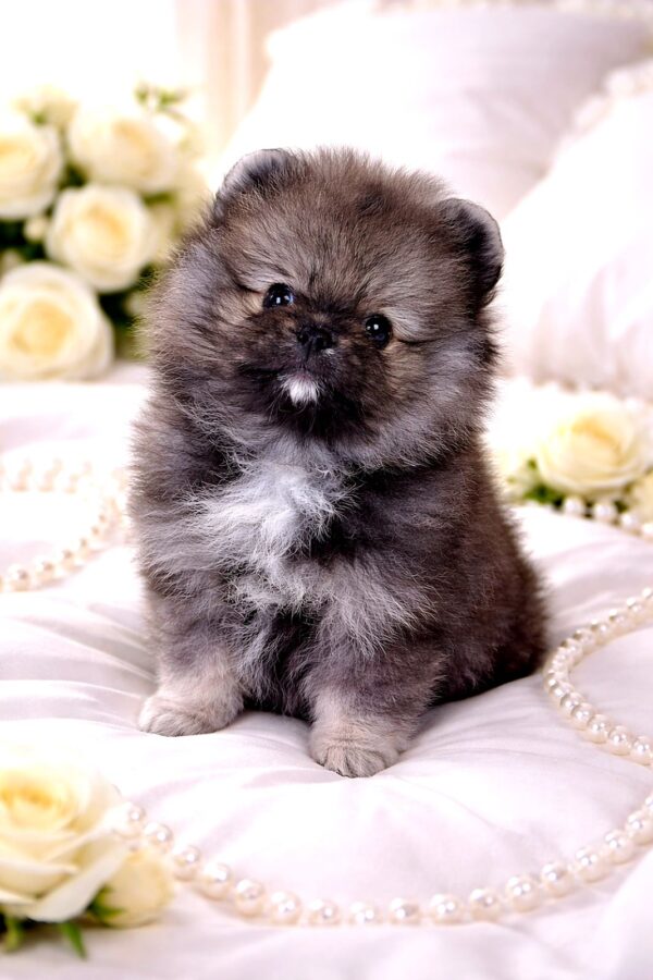 Edelweiss Pomeranian Edelweiss Pomeranian