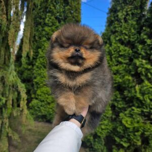 Edmer Pomeranian Edmer Pomeranian