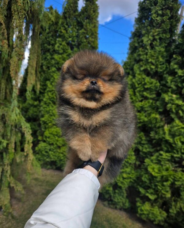 Edmer Pomeranian Edmer Pomeranian
