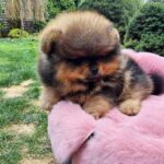 Edmer-male-Pomeranian-puppy-for-sale-2