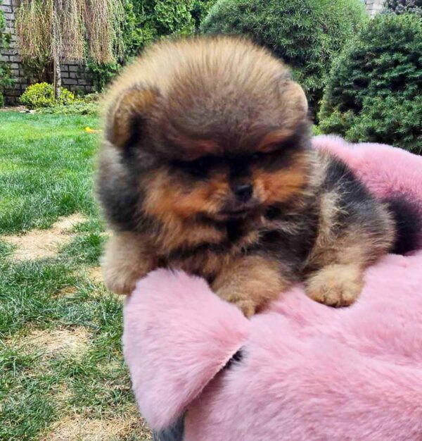 Edmer Pomeranian Edmer Pomeranian