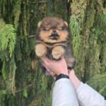 Edmer-male-Pomeranian-puppy-for-sale-3