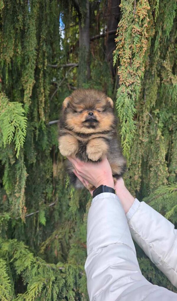 Edmer Pomeranian Edmer Pomeranian