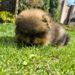 Edmer-male-Pomeranian-puppy-for-sale-4