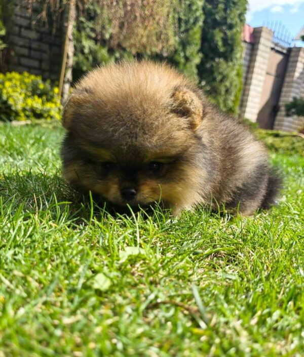 Edmer Pomeranian Edmer Pomeranian