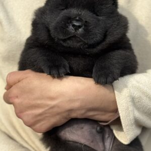 Elmur Chow-Chow Elmur Chow-Chow