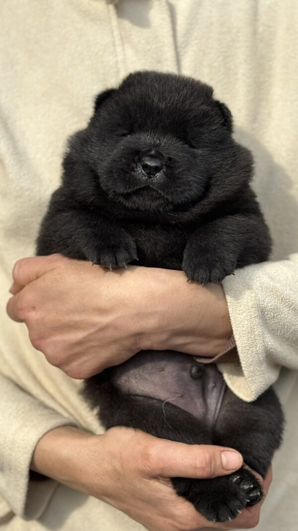 Elmur Chow-Chow Elmur Chow-Chow