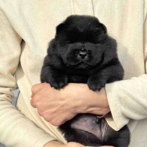 Elmur Chow-Chow Elmur Chow-Chow