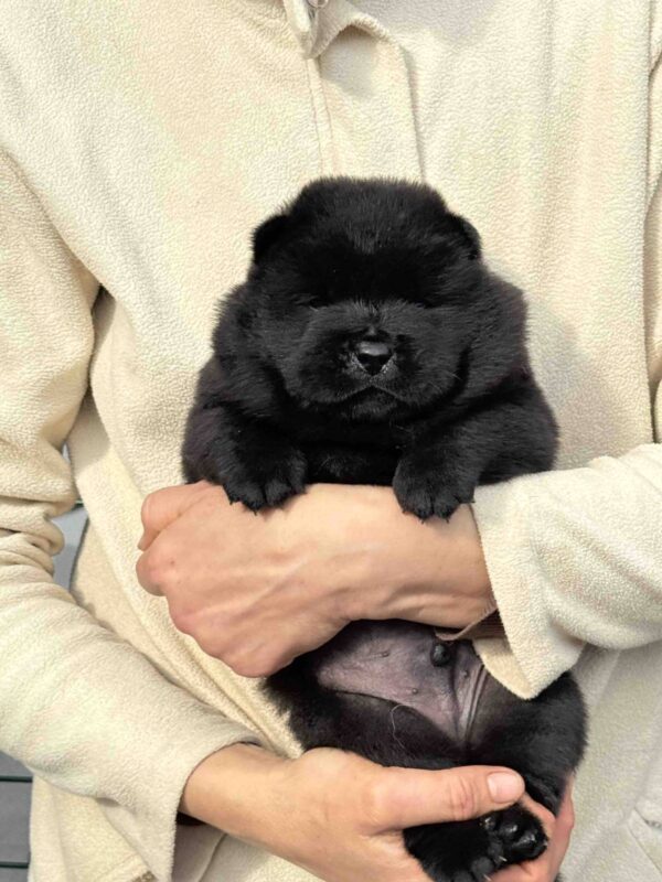 Elmur Chow-Chow Elmur Chow-Chow