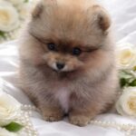 Enigma-female-Pomeranian-puppy-for-sale-1