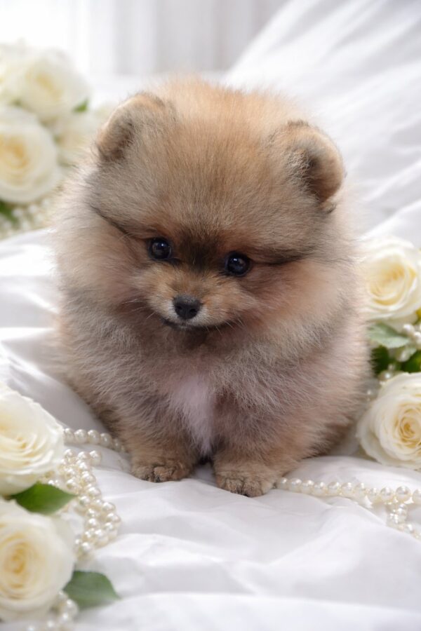 Enigma Pomeranian Enigma Pomeranian