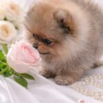 Enigma-female-Pomeranian-puppy-for-sale-2