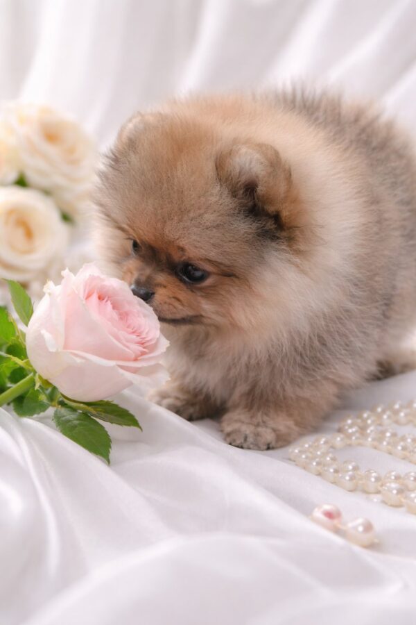 Enigma Pomeranian Enigma Pomeranian