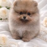 Enigma-female-Pomeranian-puppy-for-sale-3